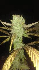 cheese berry + 58