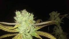 cheese berry +58