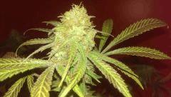 agent orange