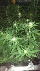 agent orange
