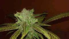 cheese berry