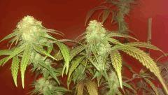 agent orange