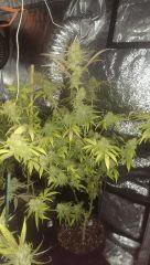 agent orange + 58