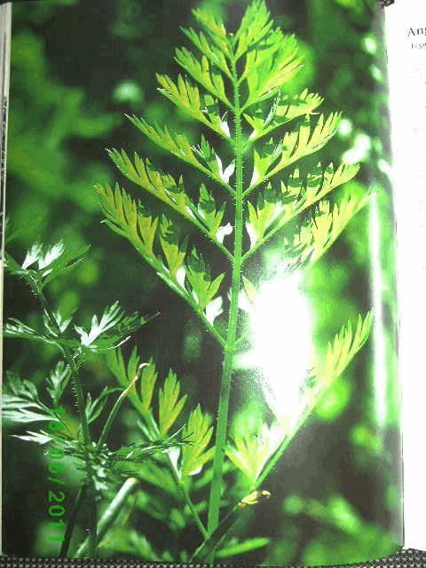 Plantes magiques