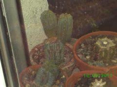 Tricocereus Pachanoi ( San-Pedro ) et Peruvianus