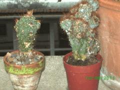 Une forme monstrueuse du Trichocereus Pachanoi