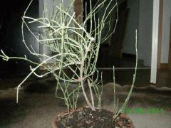 Ephedra spp