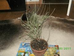 Ephedra spp