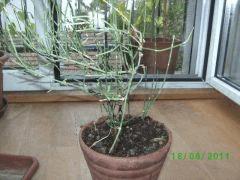 Ephedra spp"Raisin de mer"