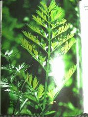 Daucus carato L ssp. sativus