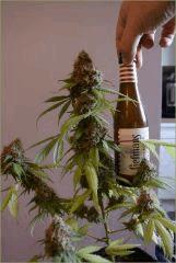 DSC 1344 resultat