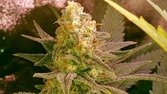 Flo  49 (2)