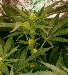 Flo  20 (1)