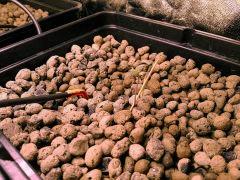 mise en place des cubes root riots en pots x5