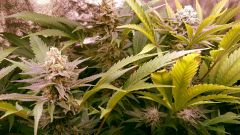 Flo  49 (7)