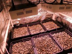 mise en place des cubes root riots en pots x5