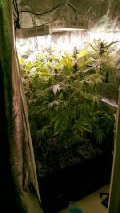 Flo  49 (10)