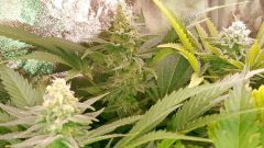 Flo  49 (4)