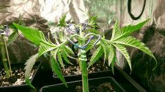 Cro  26 suite (4)