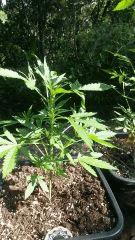20668095 1496051997107539 449836419 N