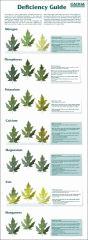 02 Deficiency guide - Canna