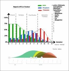 13  Variatiosn NPK Au cours Des différents stades