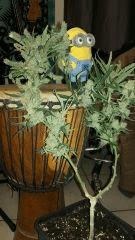 SSH 1er pheno