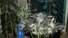 peyote purple1