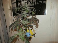 peyote purple6