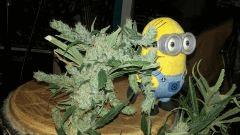 SSH pheno1