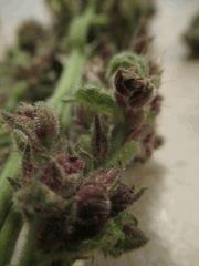 Red Af pheno vert3