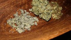 peyote Et blueberry