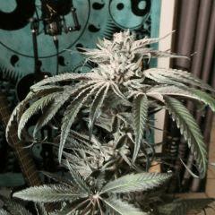 peyote purple4