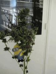IMG 0071