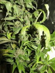 Red Af pheno vert