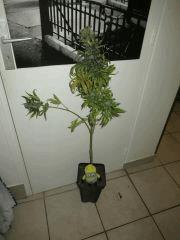 Red Af pheno vert2