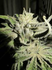 peyote purple5