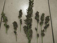 Red Af pheno vert1