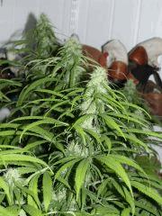 Skunk#1 F