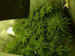 #Skunk 1 F.^^ Instant T.