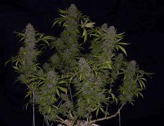 durganchitral NL X CHEM4 Jack Herer