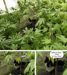 00 cats N