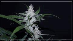 FLO +45 core cut#1 Bud