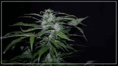 FLO +45 grapegum#1 Bud