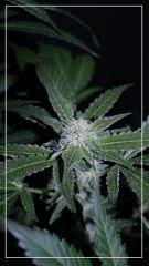 FLO +35 frencheese Bud