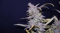 FLO +66 northern light BB Bud