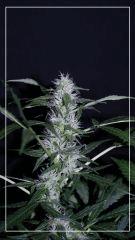 FLO +35 Cristalbloom Bud