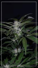 FLO +35 Grapegum#1 Bud A