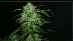 FLO +56 grapegum#1 Bud