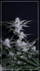 FLO +35 core Cut 1 Bud B